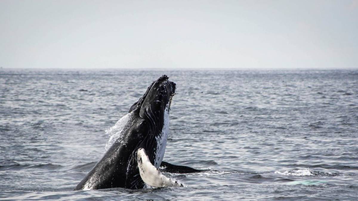 شاهد الحيتان في هيرمانوس – رحلة العودة من كيب تاون