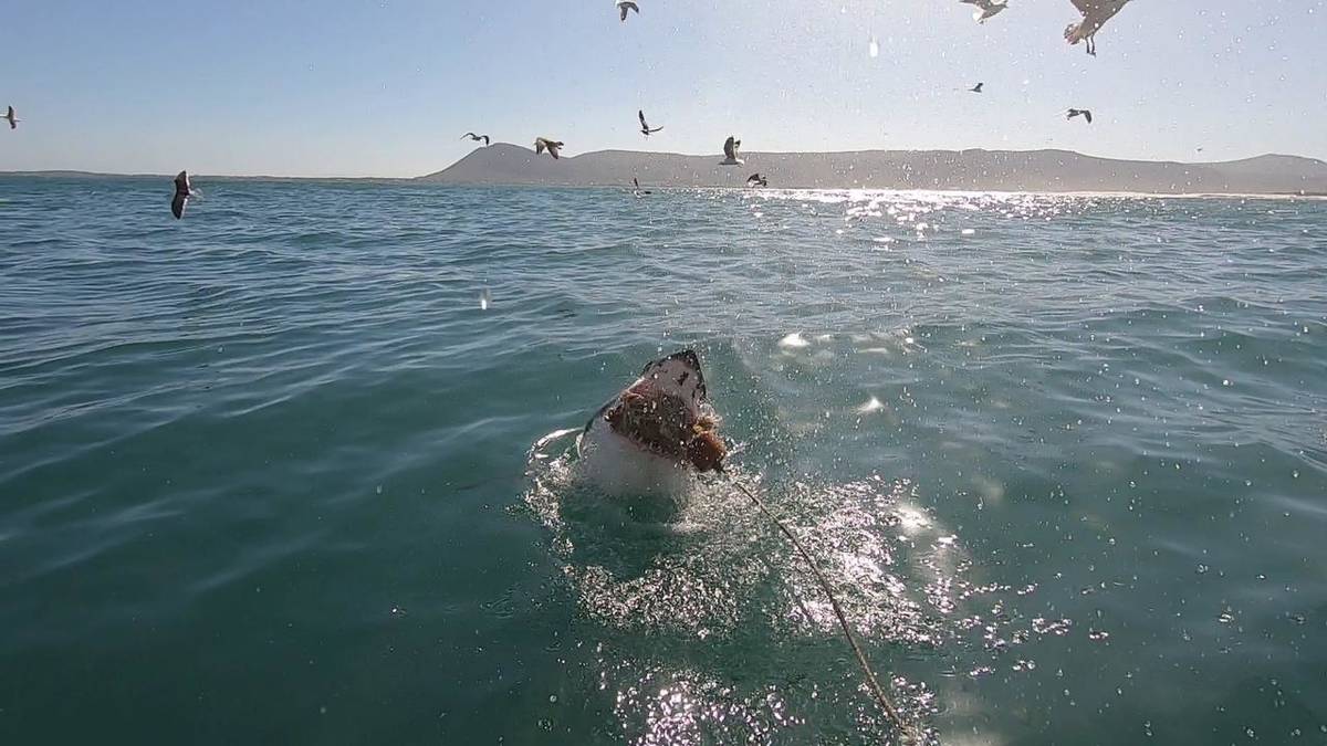 الغوص في قفص القرش في خليج فان دايك (نقل العودة من كيب تاون)